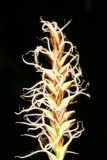 Carex dolichostachya 'Kaga-nishiki' RCP4-2015 057.JPG